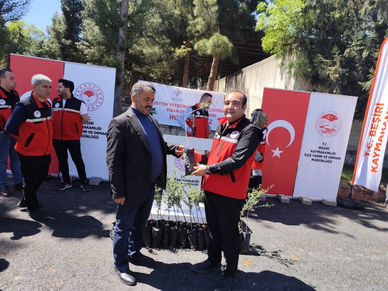 Beşiri'de 2.500 tüplü zeytin fidanı dağıtıldı
