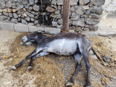 Beşiri’de Sıcaktan Bunalan Eşek Baygınlık Geçirdi