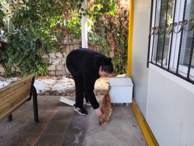 Beşiri’de Sokak Kedilerine Kar Engeli Yok: Veterinerlerden Örnek Hareket