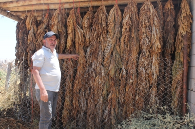 Şirketler anlaştı tütünler elde kaldı